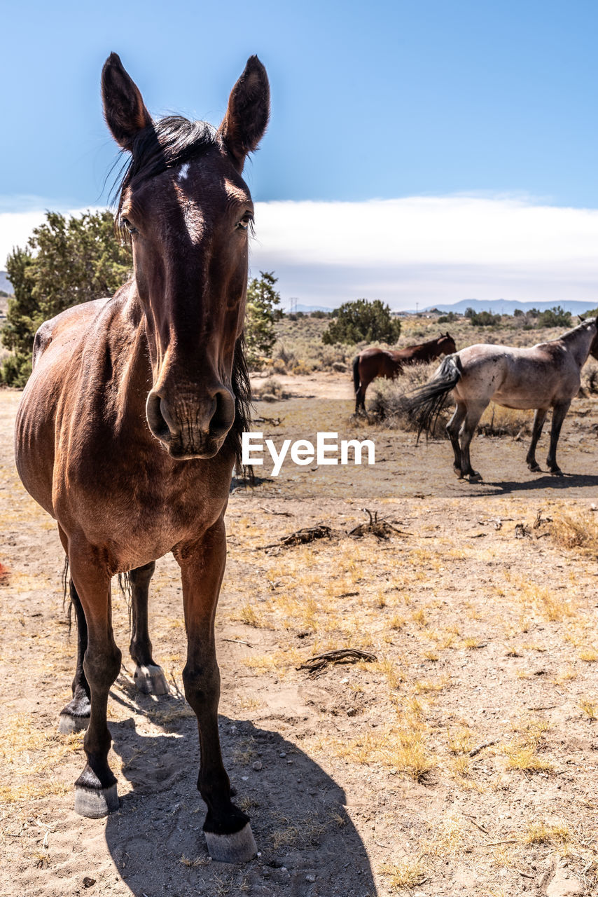 Wild horses in nevada desert