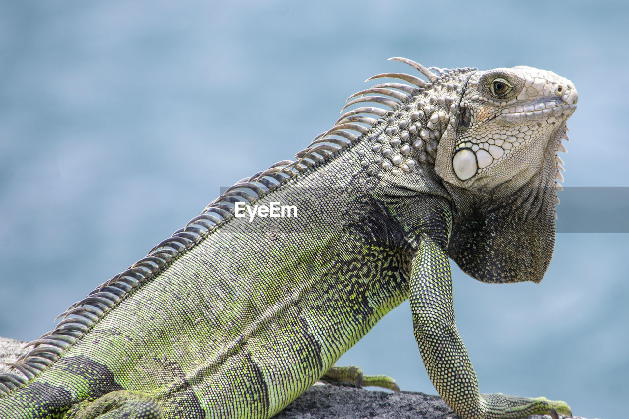 CLOSE-UP OF A LIZARD ON ROCK