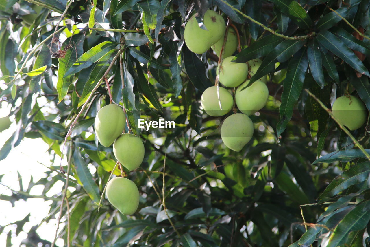 LOW ANGLE VIEW OF FRUITS ON TREE