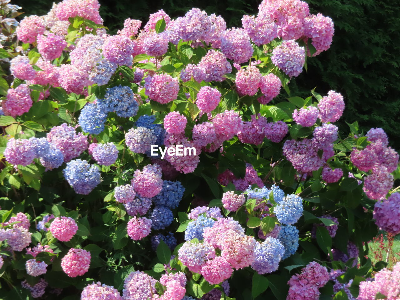 CLOSE-UP OF PINK FLOWERS IN BLOOM