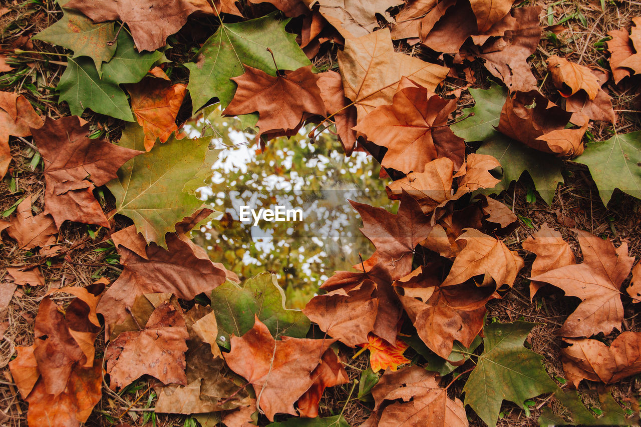 Dry leaves on the floor.