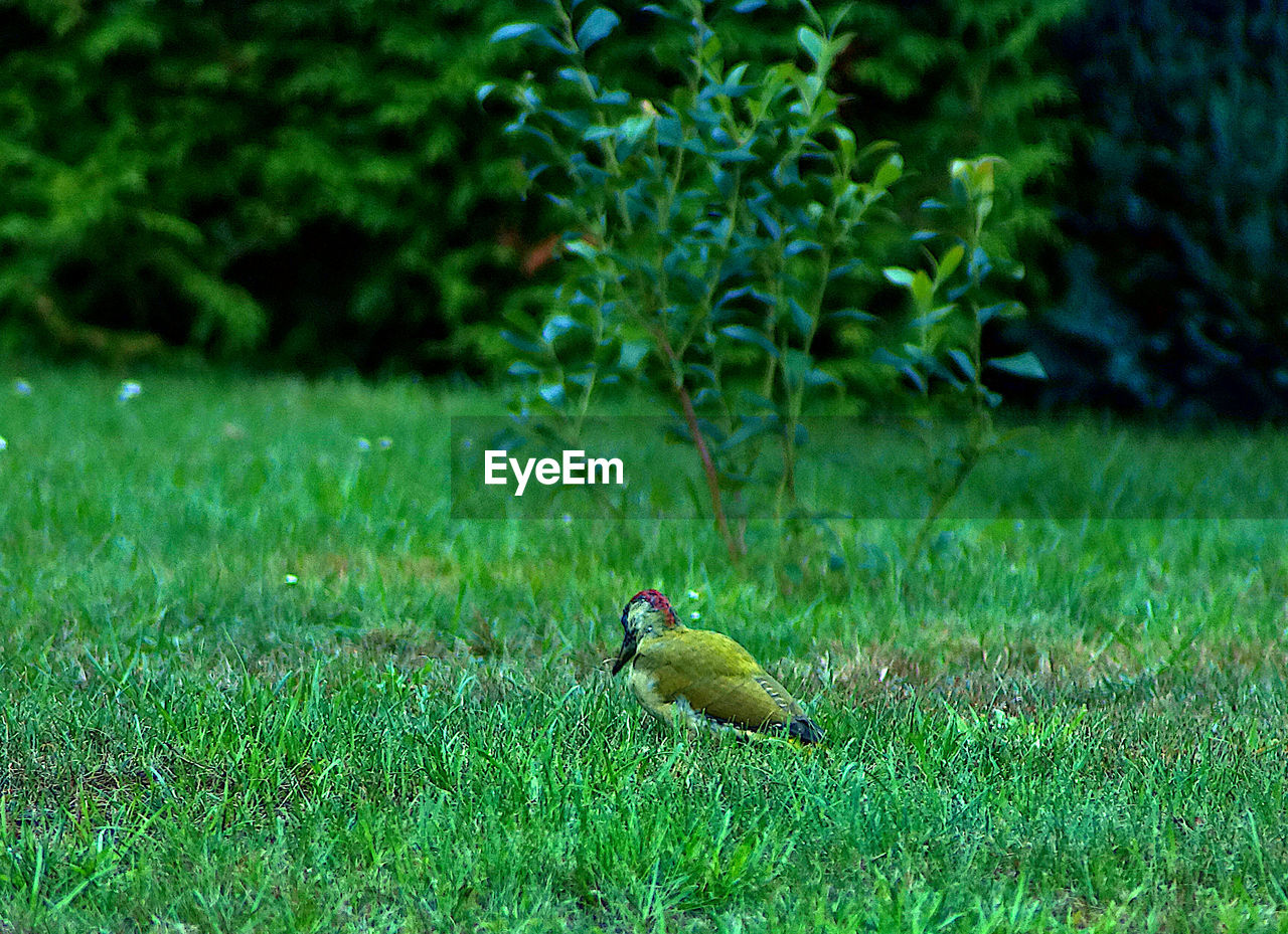 VIEW OF BIRD IN FIELD