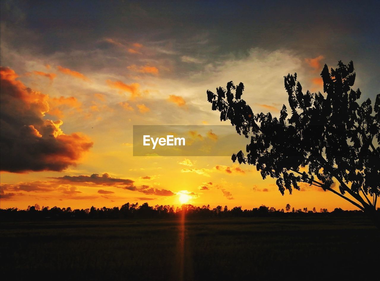 Silhouette trees on field against sky during sunset