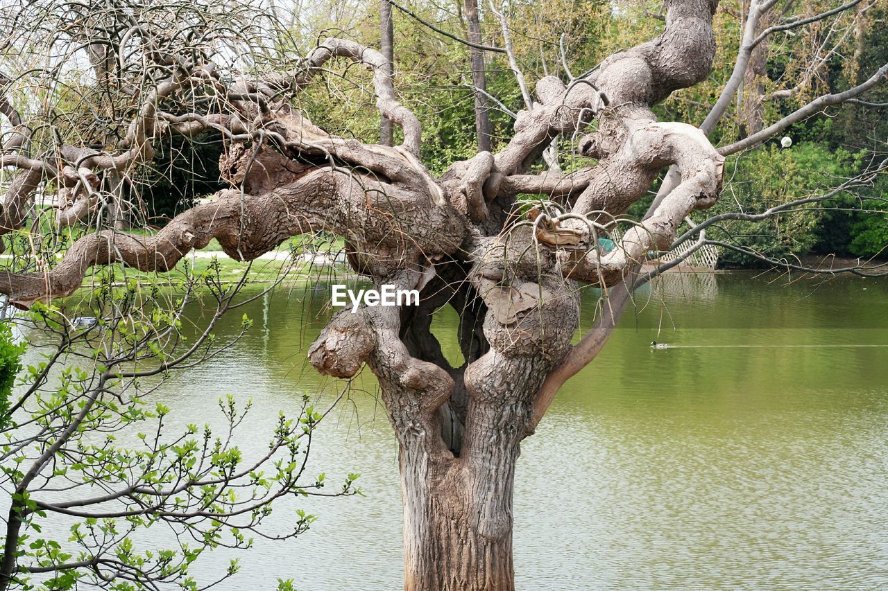 VIEW OF TREES IN FOREST