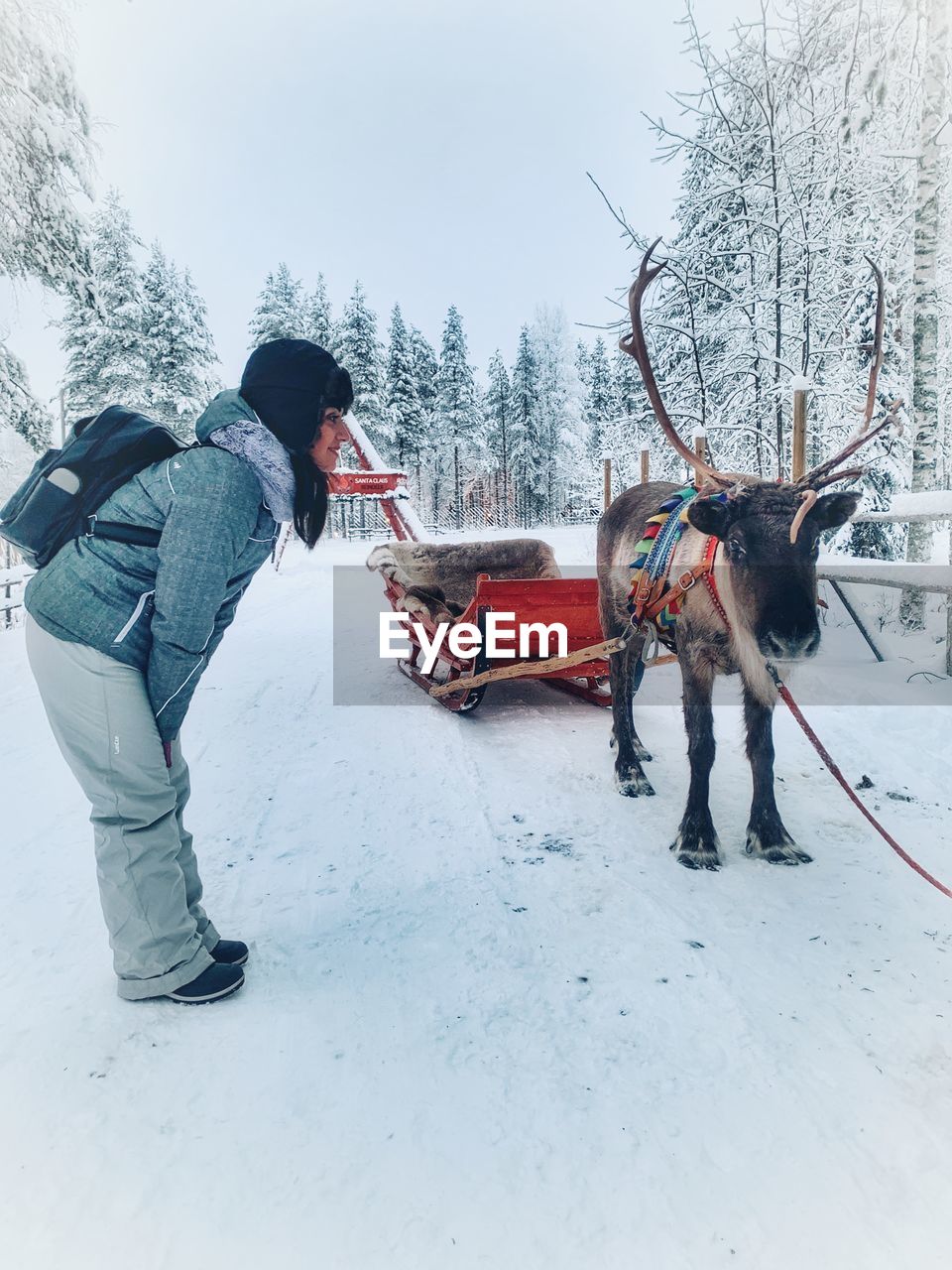 Full length side view of woman looking at reindeer while standing on snow covered land during winter