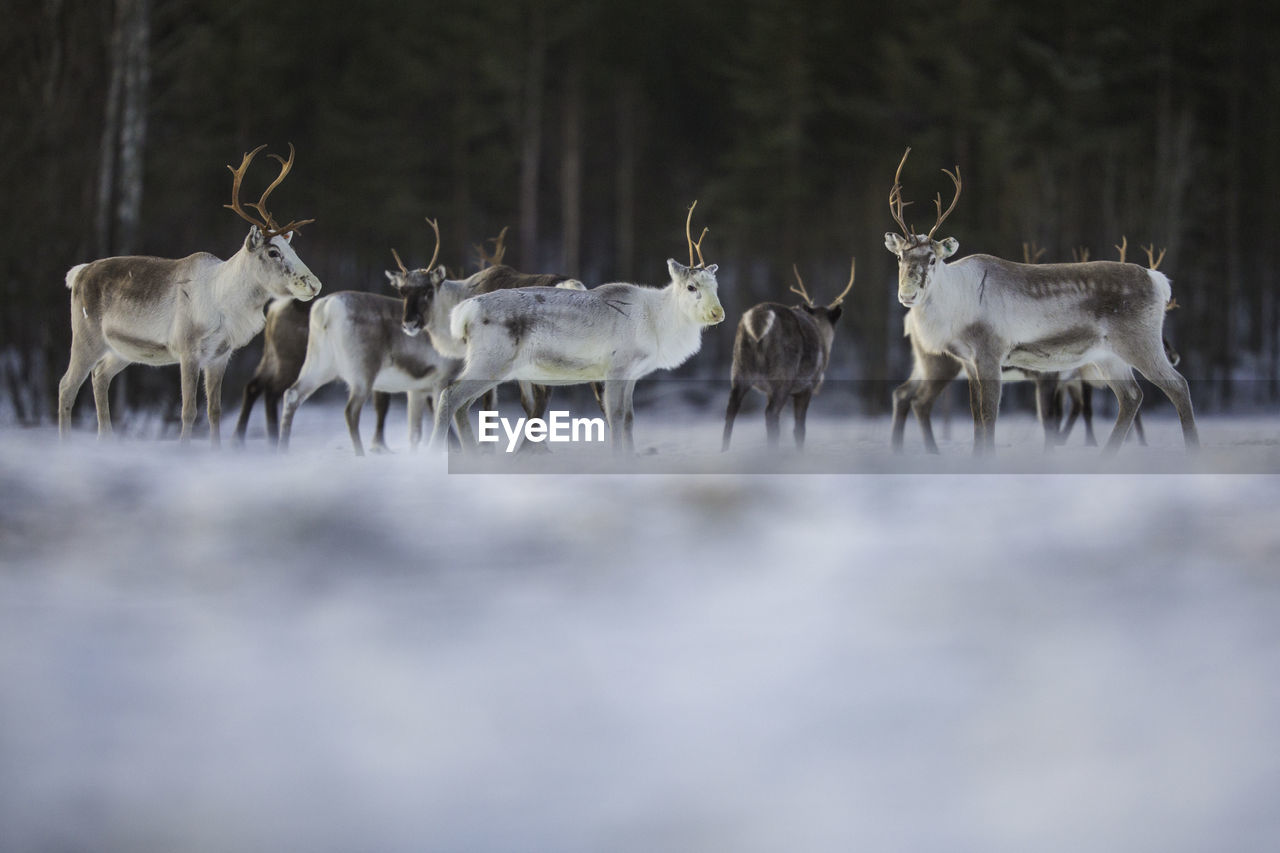 Reindeers on snowcapped field during winter