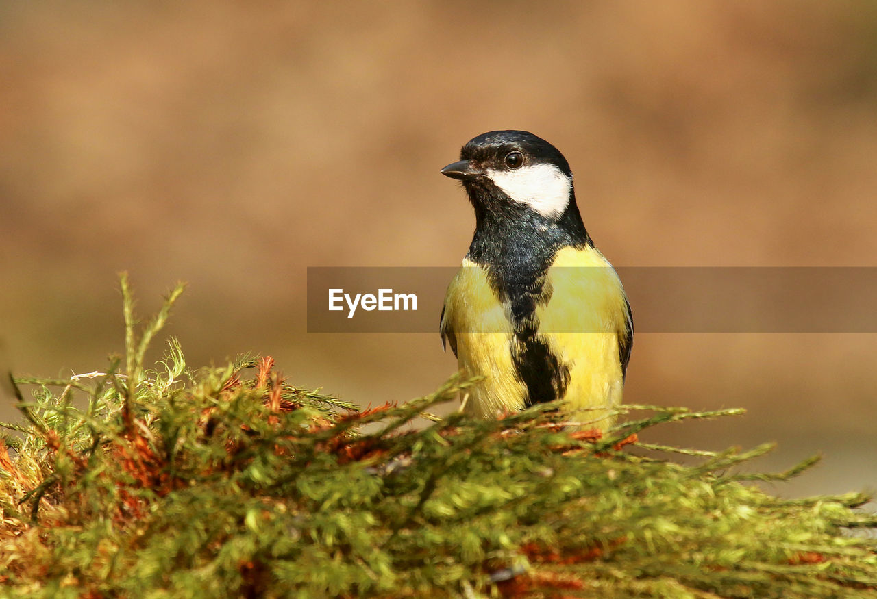 Close-up of great tit perching on twig