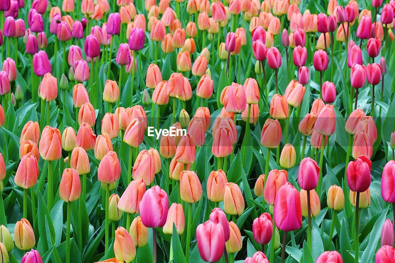 Close-up of orange tulips in field