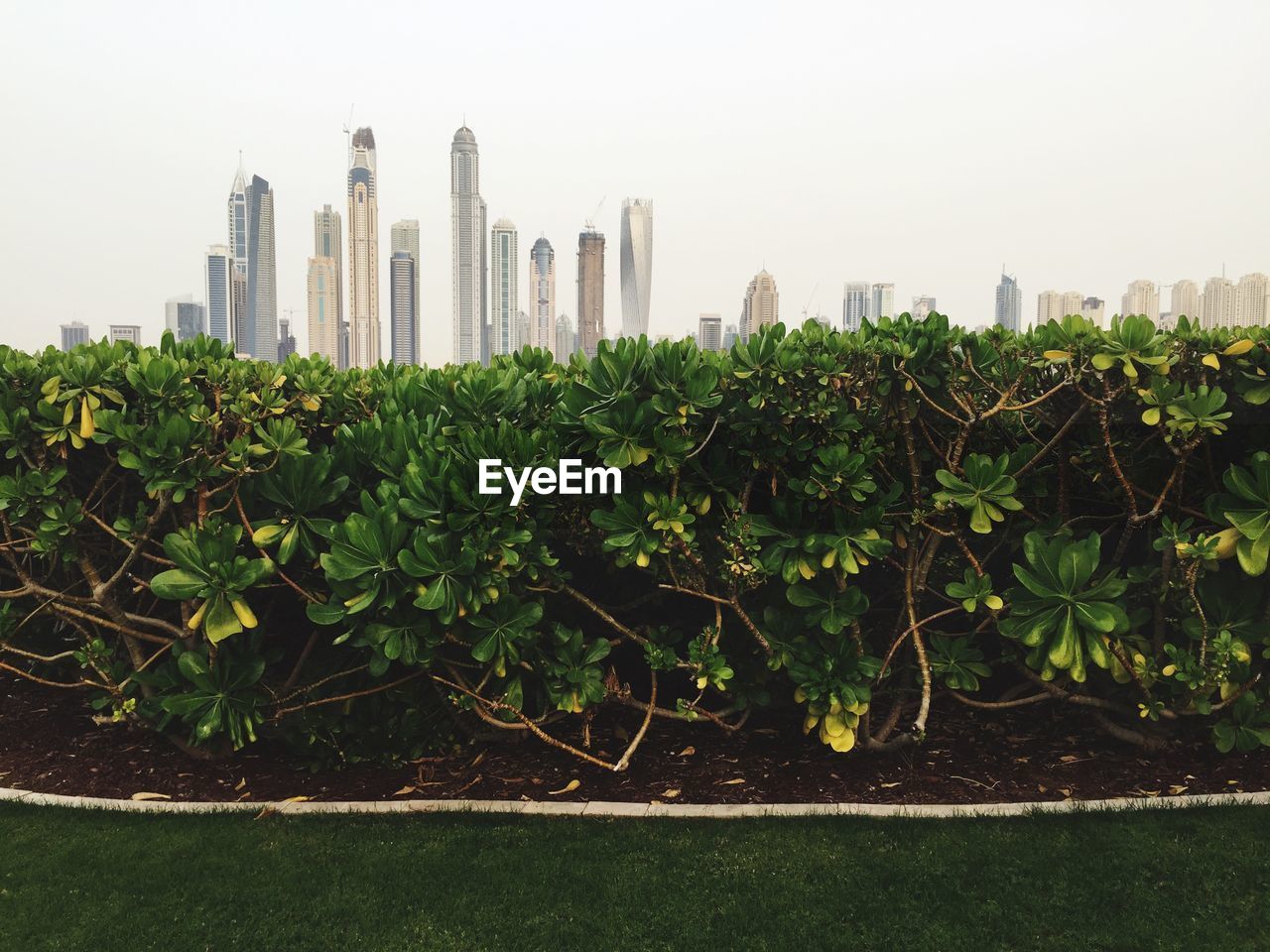 Plants in park against modern buildings in city