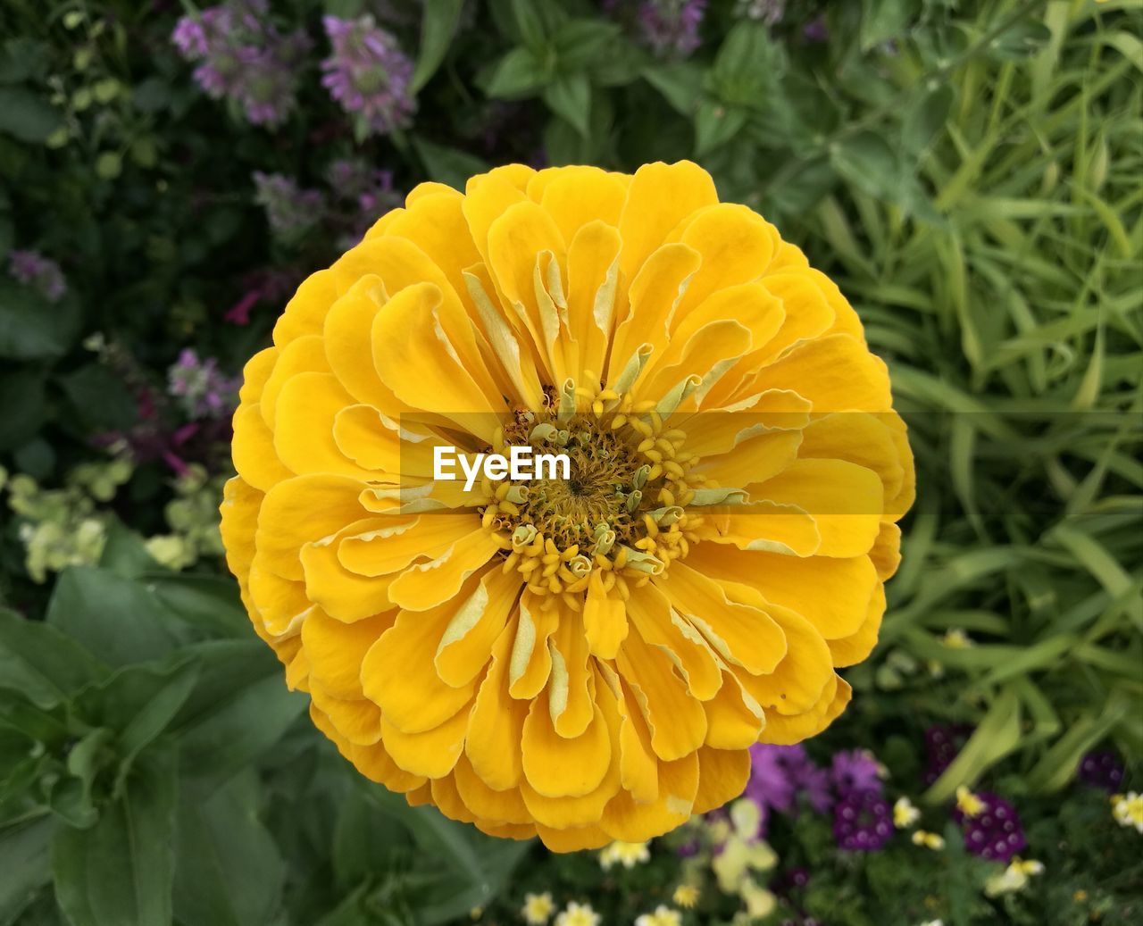 CLOSE-UP OF YELLOW SUNFLOWER