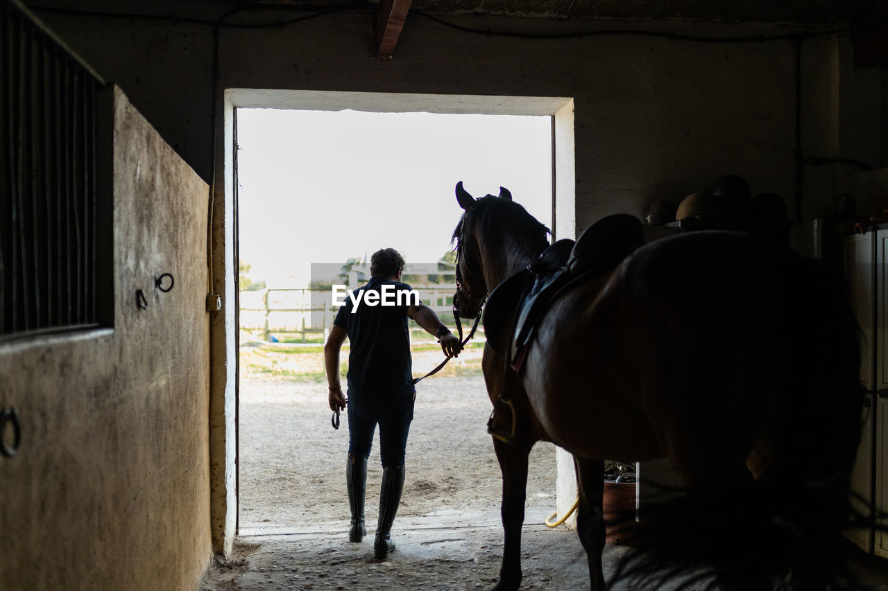 Back view of unrecognizable male in riding boots taking stallion out of stable in countryside in daytime