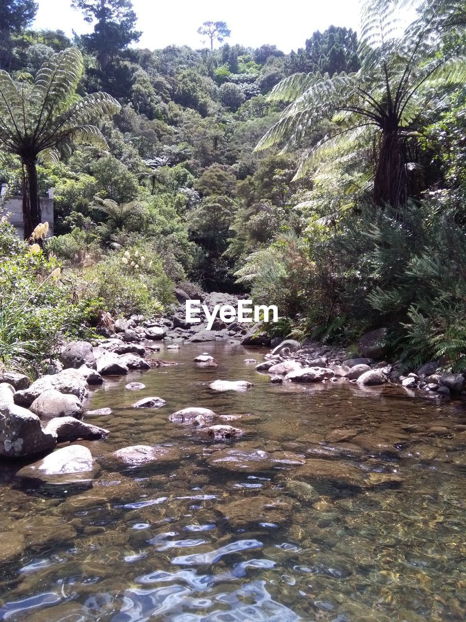 SCENIC VIEW OF TREE