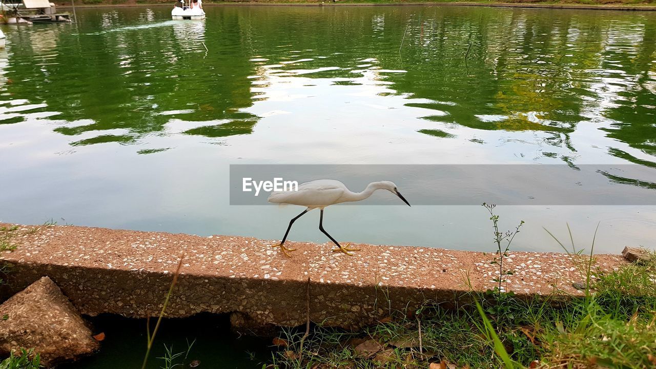 HIGH ANGLE VIEW OF BIRD ON LAKESHORE