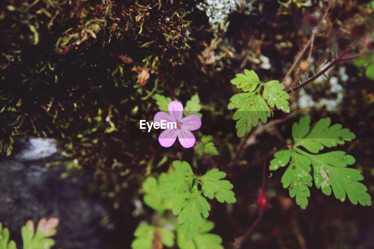 Pink flower blooming outdoors