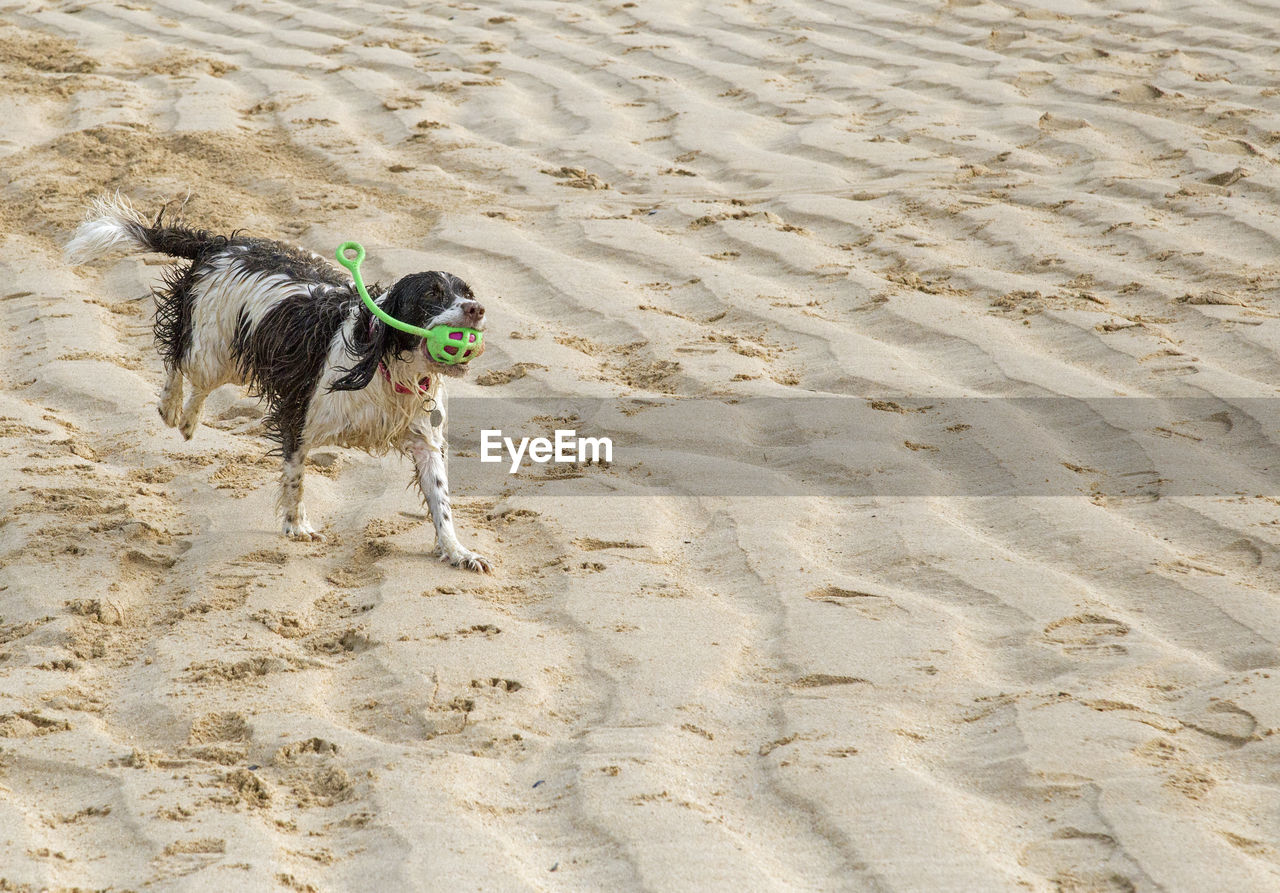 DOG ON SANDY BEACH
