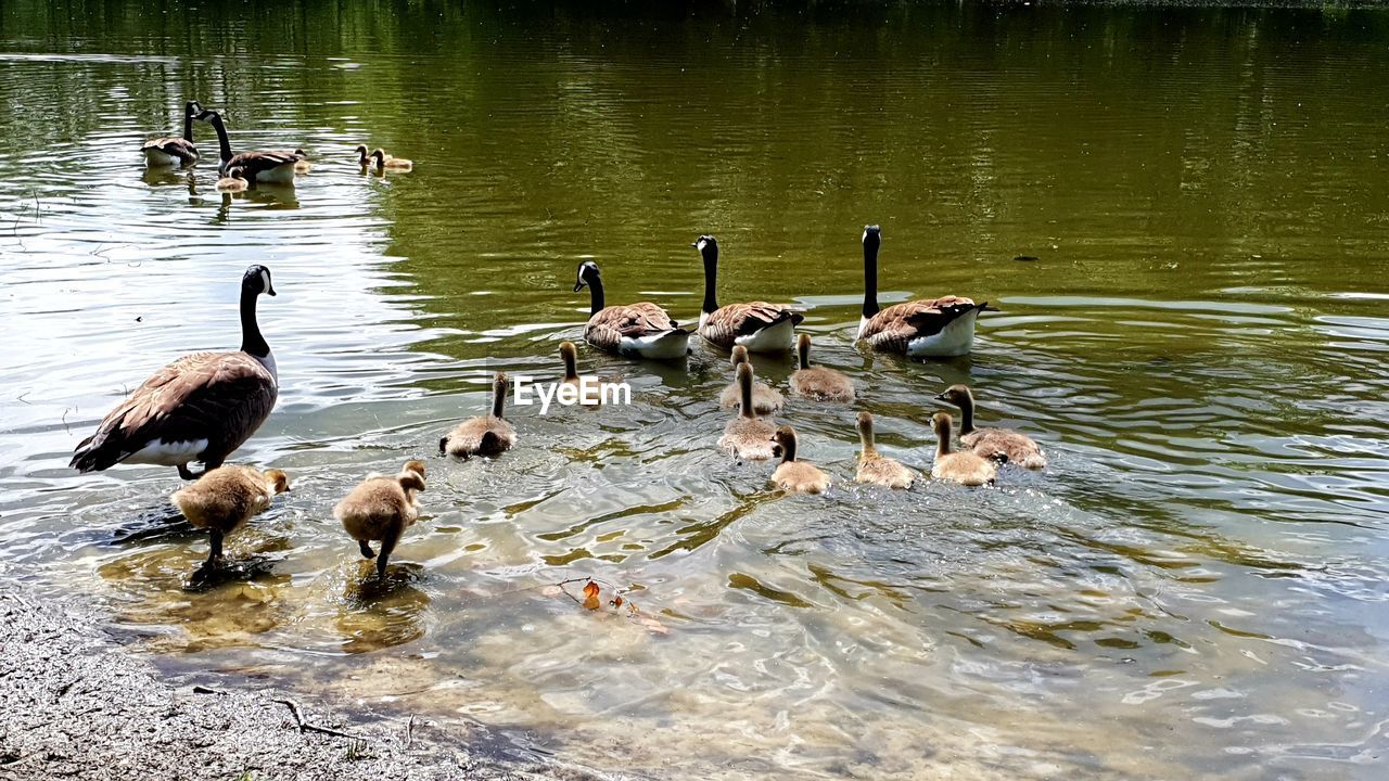 BIRDS IN LAKE