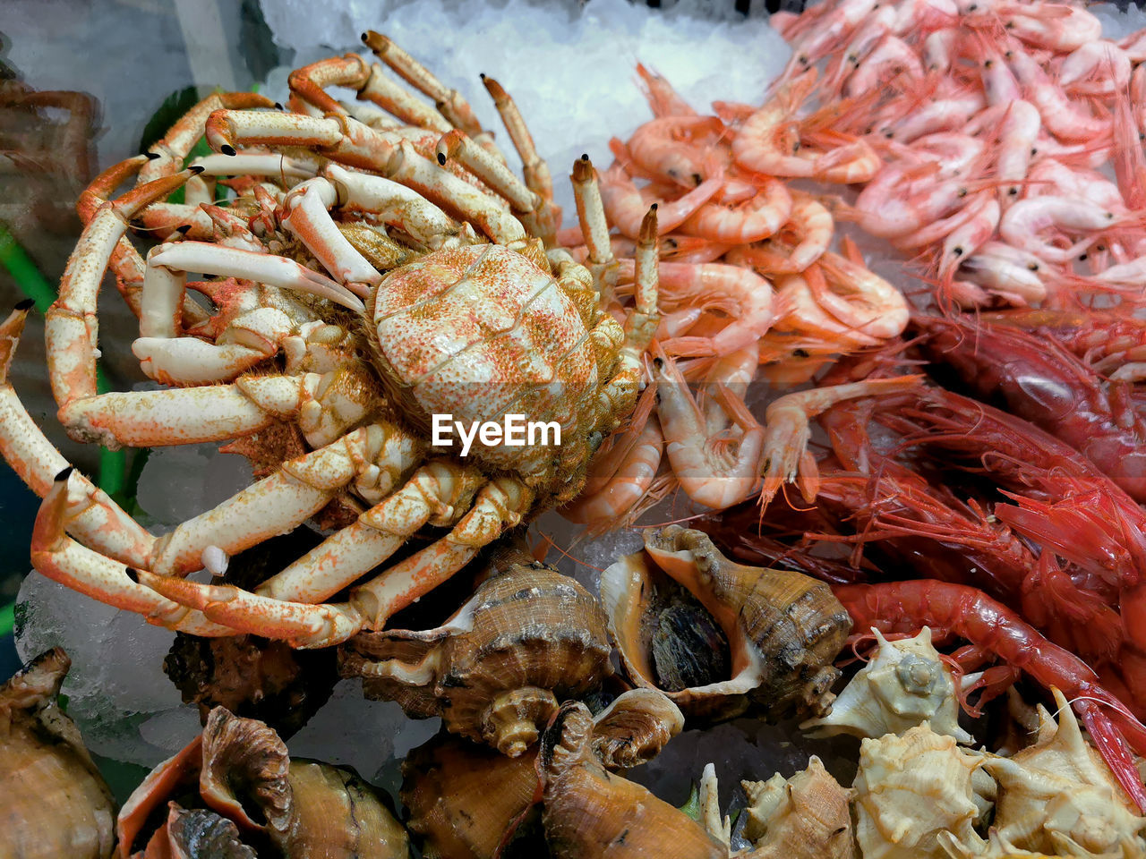 HIGH ANGLE VIEW OF PRAWNS