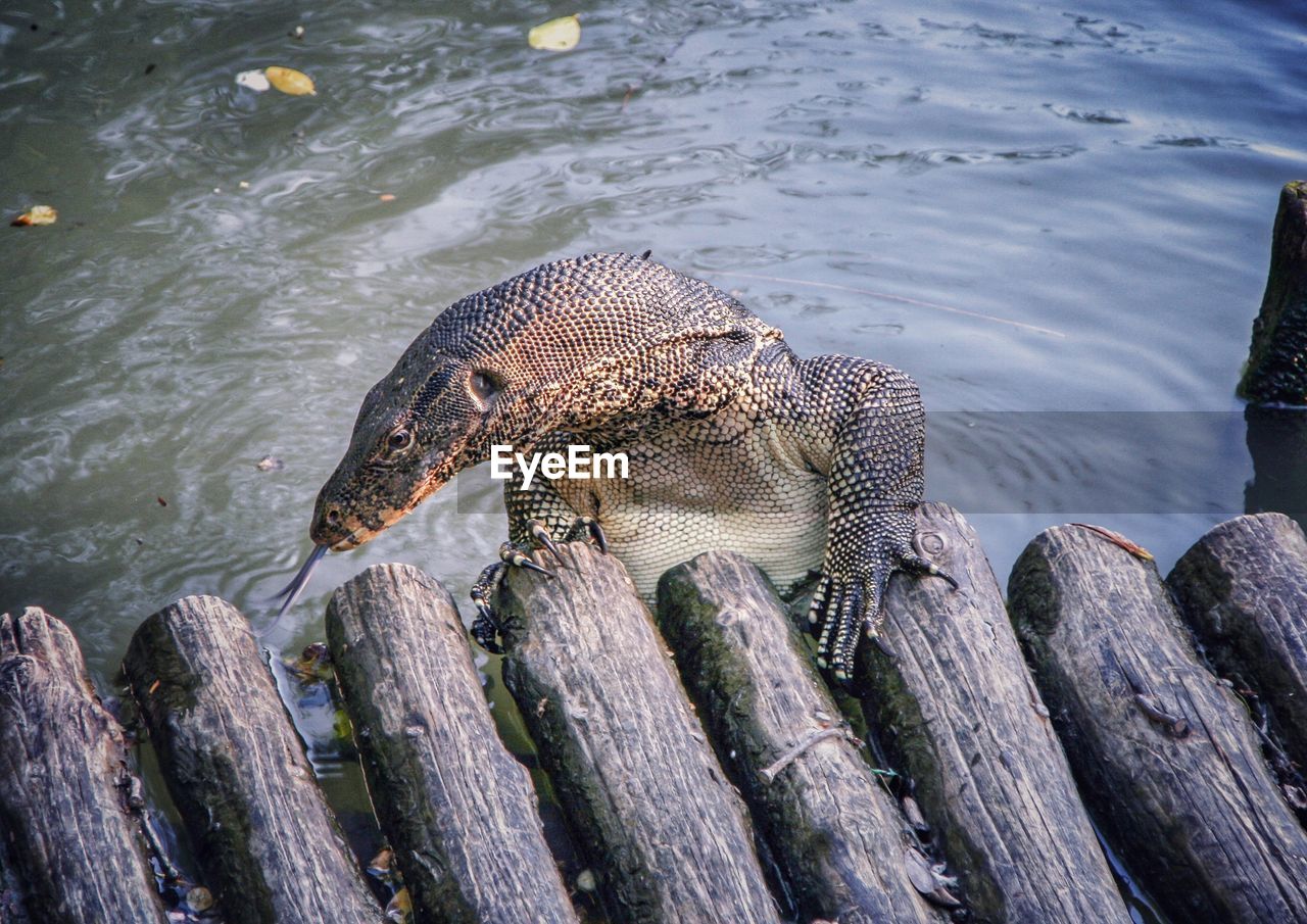 HIGH ANGLE VIEW OF CROCODILE IN LAKE