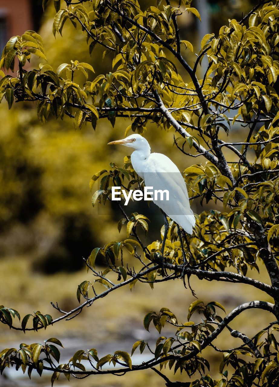 Bird on tree