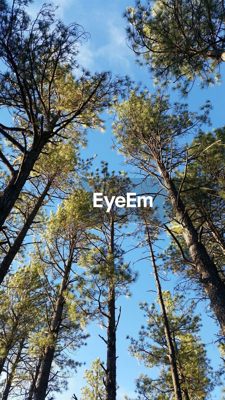 LOW ANGLE VIEW OF TREES AGAINST SKY IN FOREST