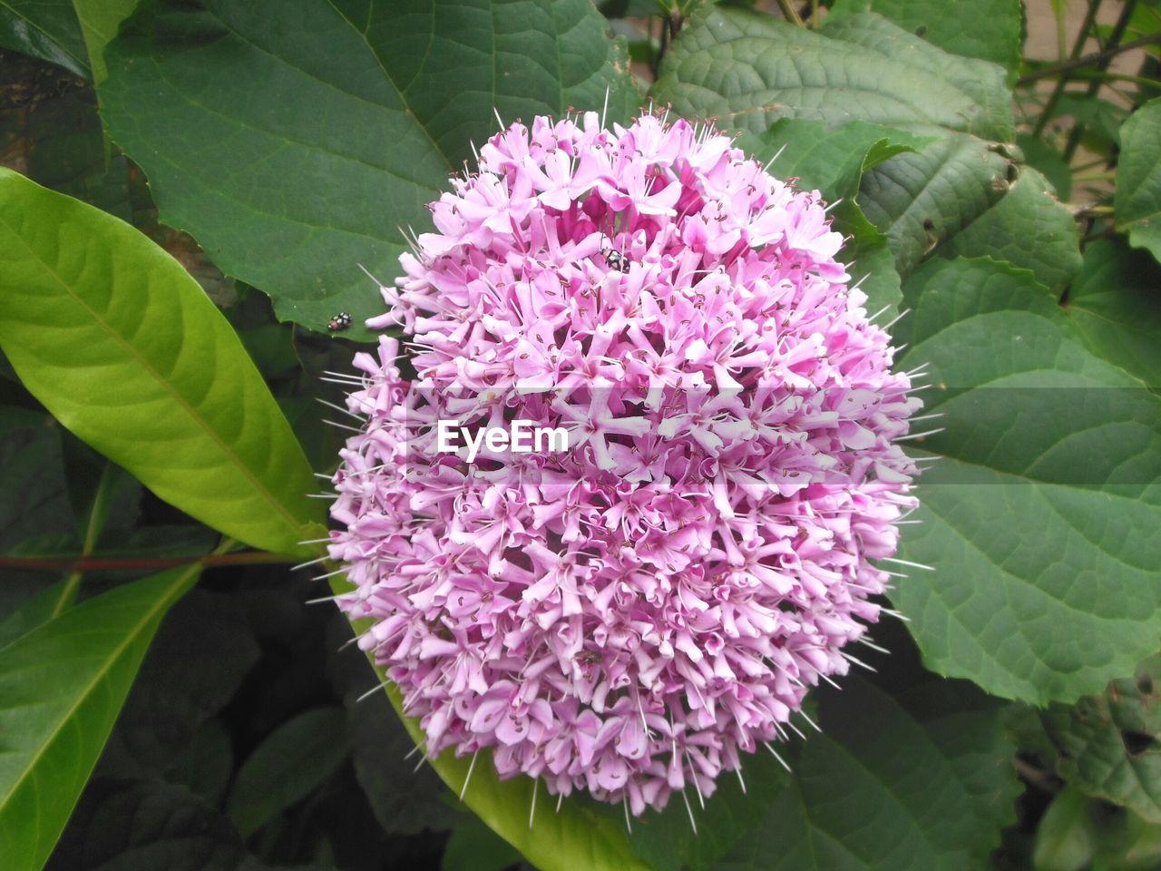 CLOSE-UP OF PURPLE FLOWERS