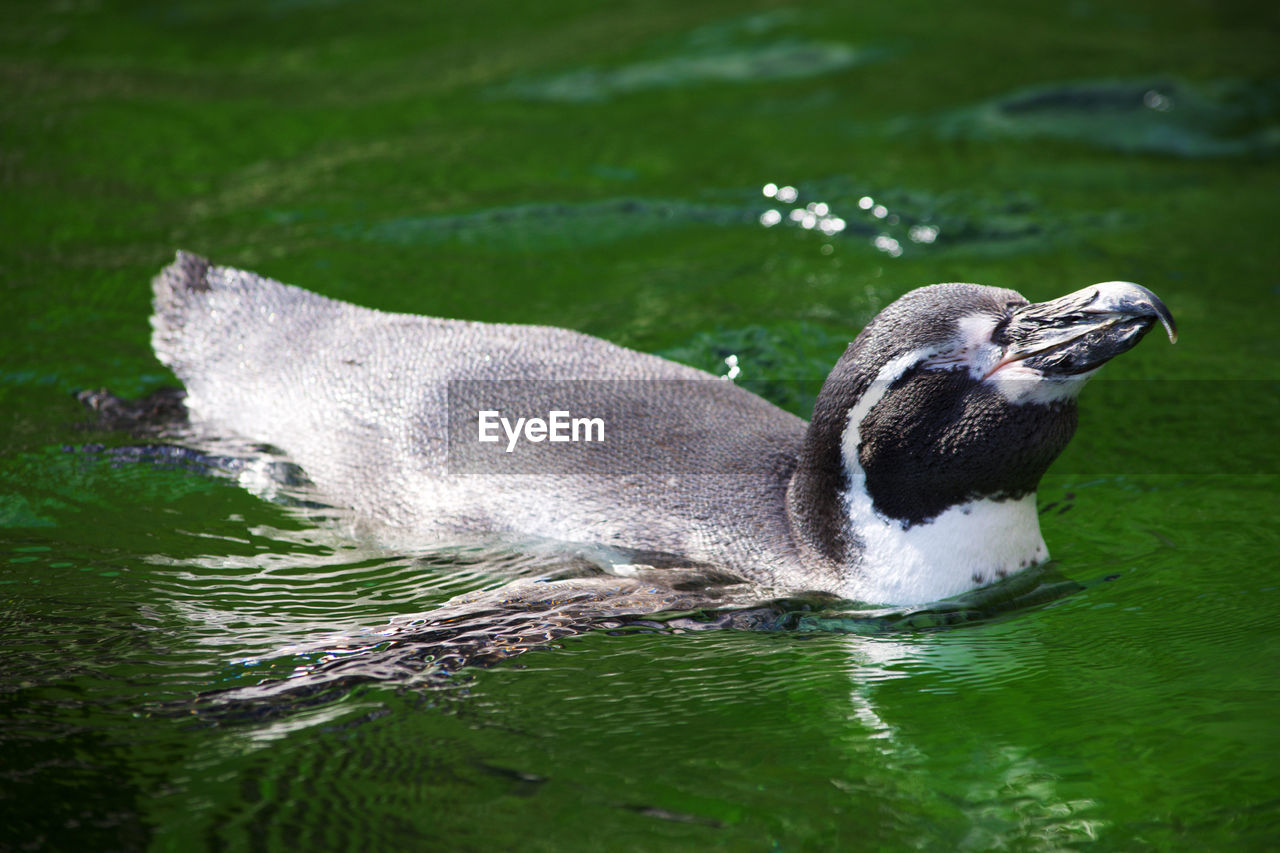 Close-up of bird swimming in lake