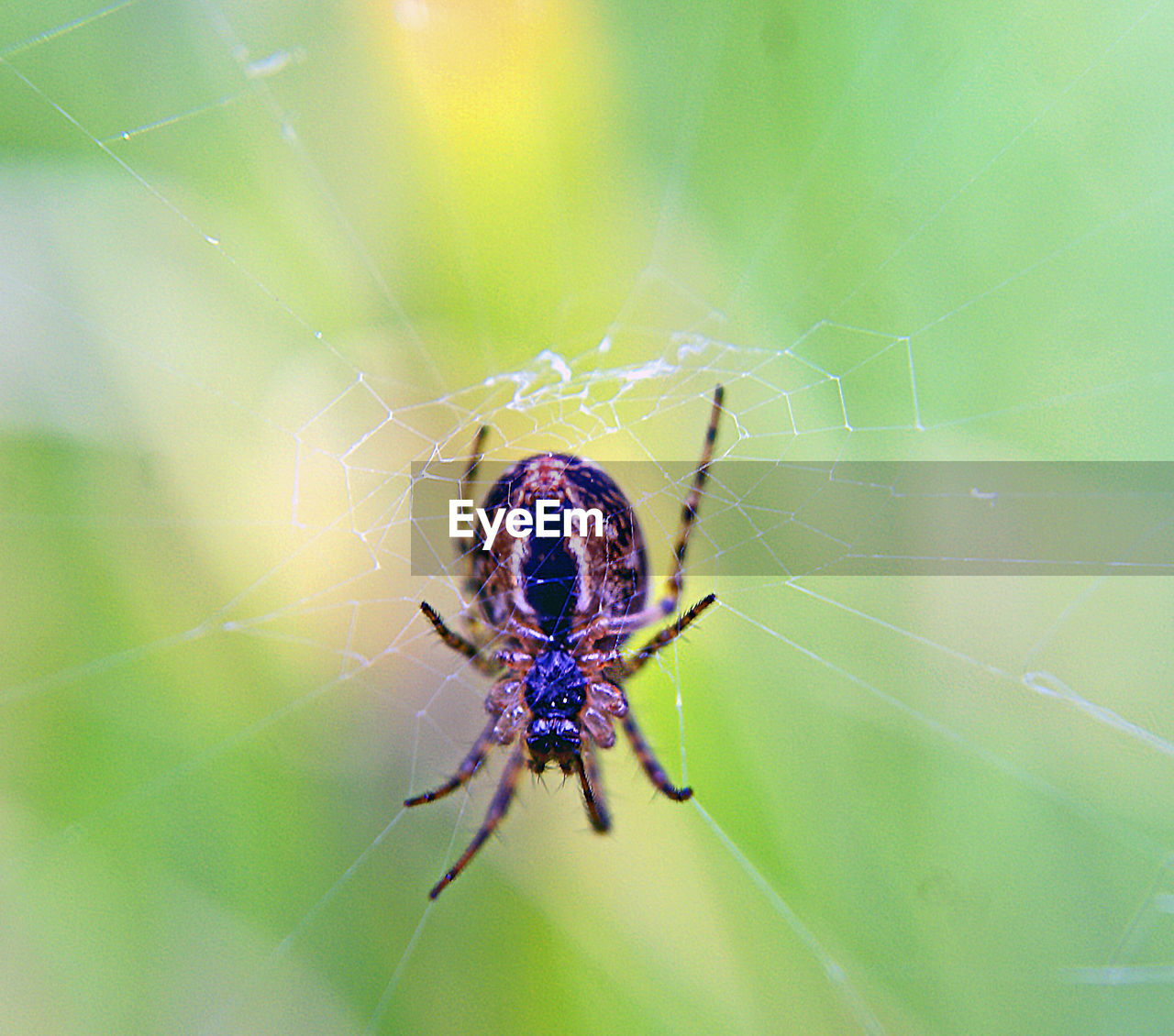 SPIDER ON WEB