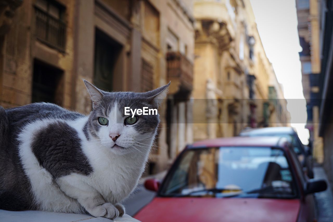 Portrait of cat sitting against buildings