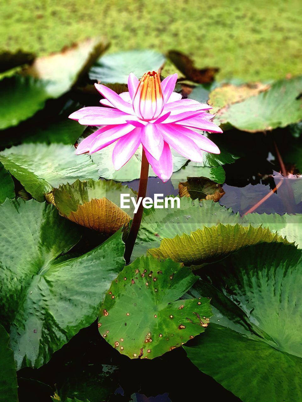 CLOSE-UP OF LOTUS WATER LILY