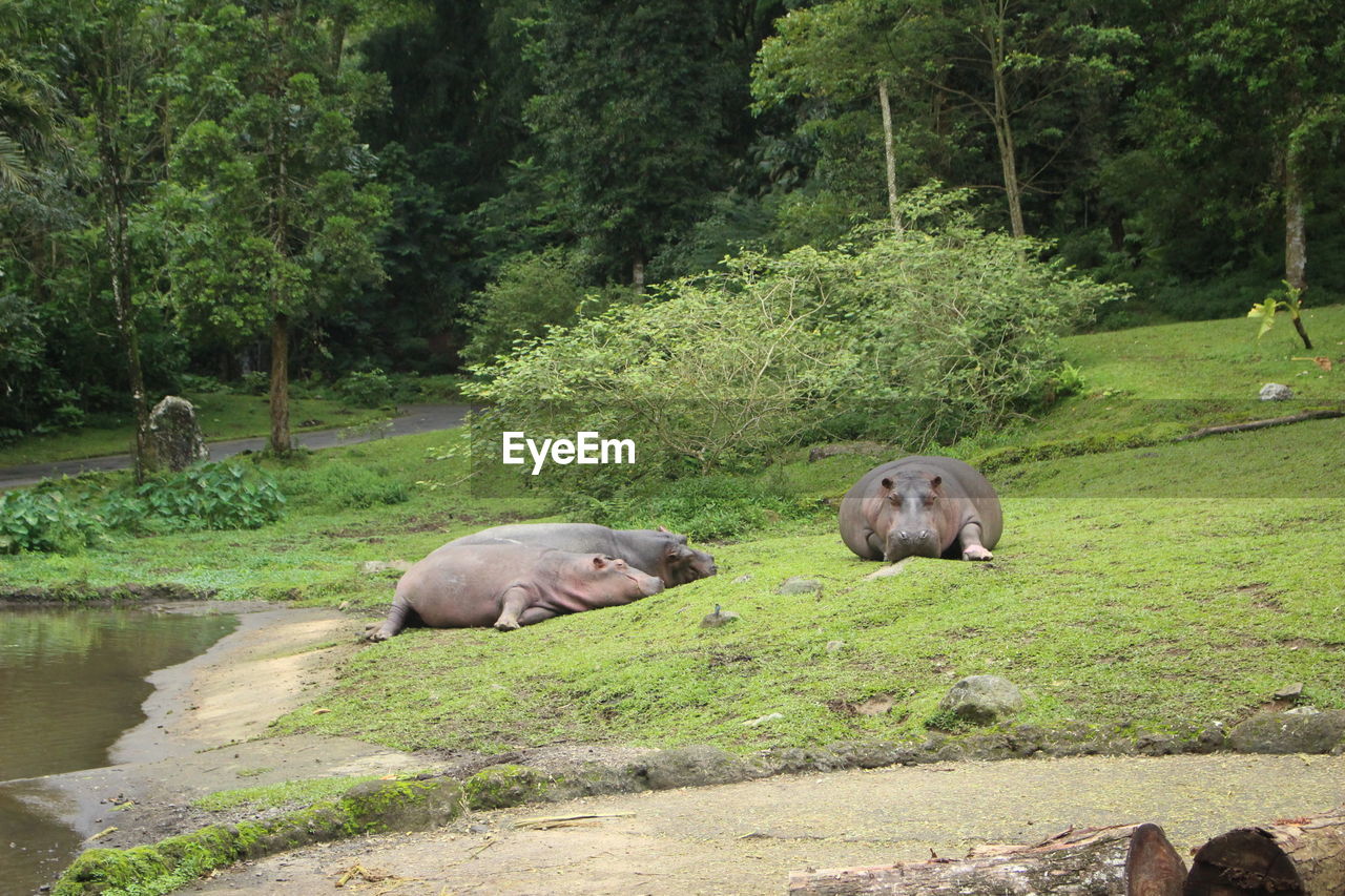 VIEW OF SHEEP IN THE FOREST