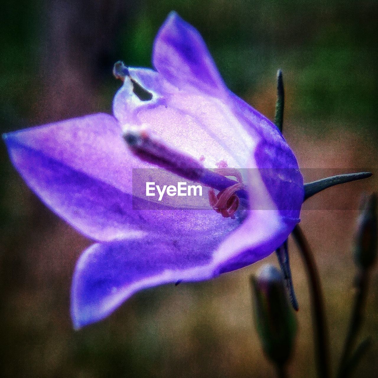 CLOSE-UP OF FLOWER WITH WATER