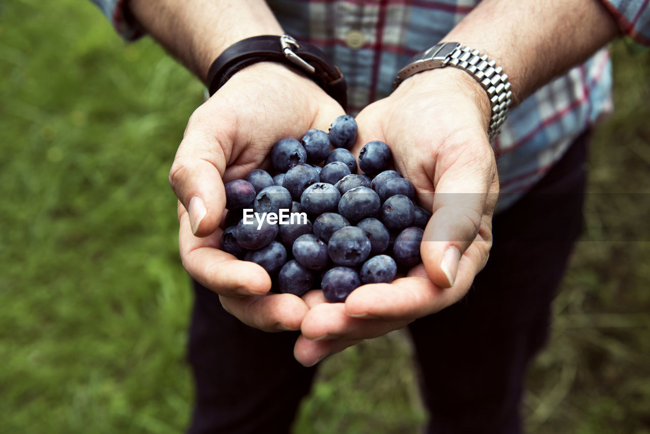 Midsection of man holding blueberries while standing in organic farm