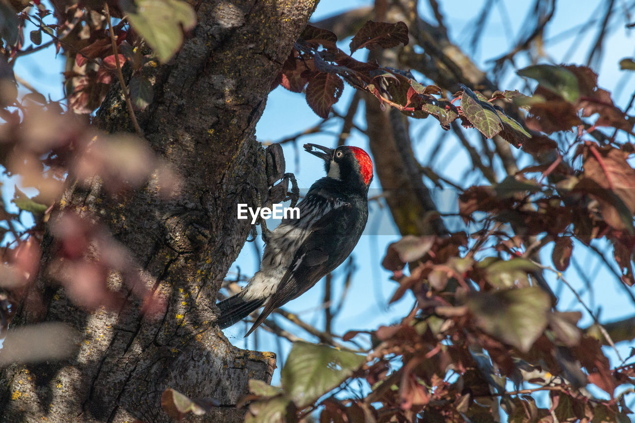 Low angle view of woodpecker perching on tree