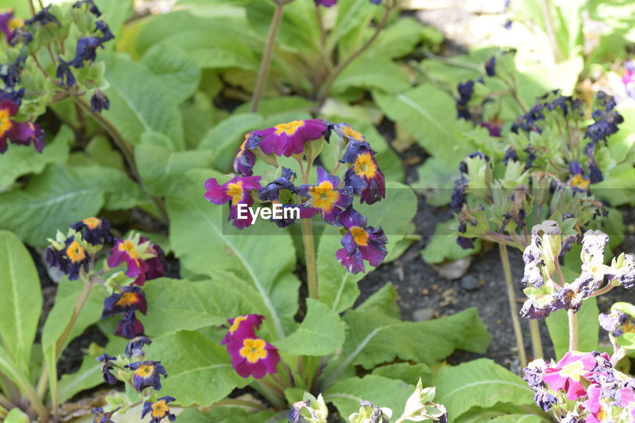 Close-up of flowers blooming outdoors