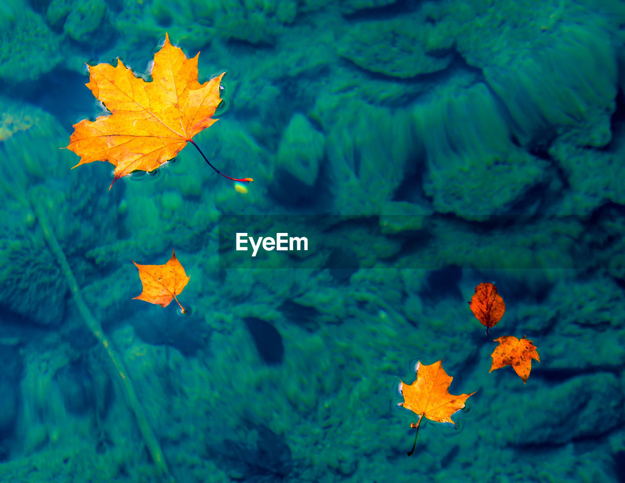 CLOSE-UP OF AUTUMN LEAVES IN WATER