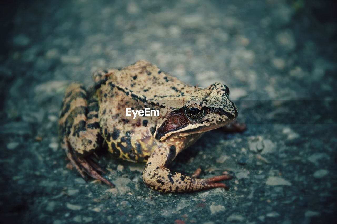 FROG ON ROCK