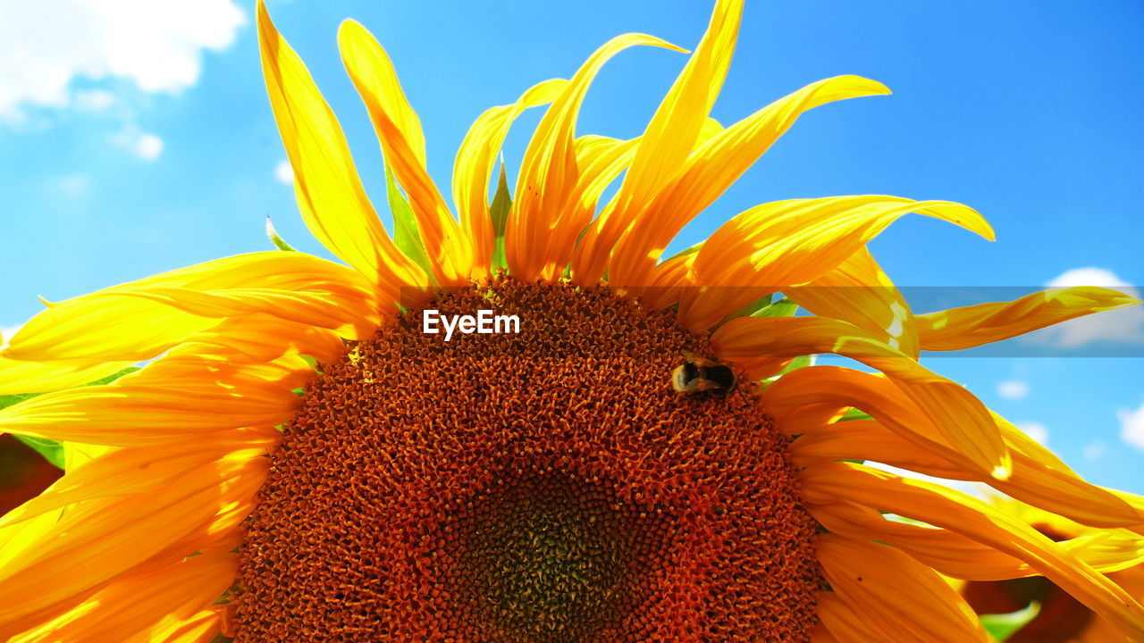 CLOSE-UP OF SUNFLOWER AGAINST YELLOW SKY