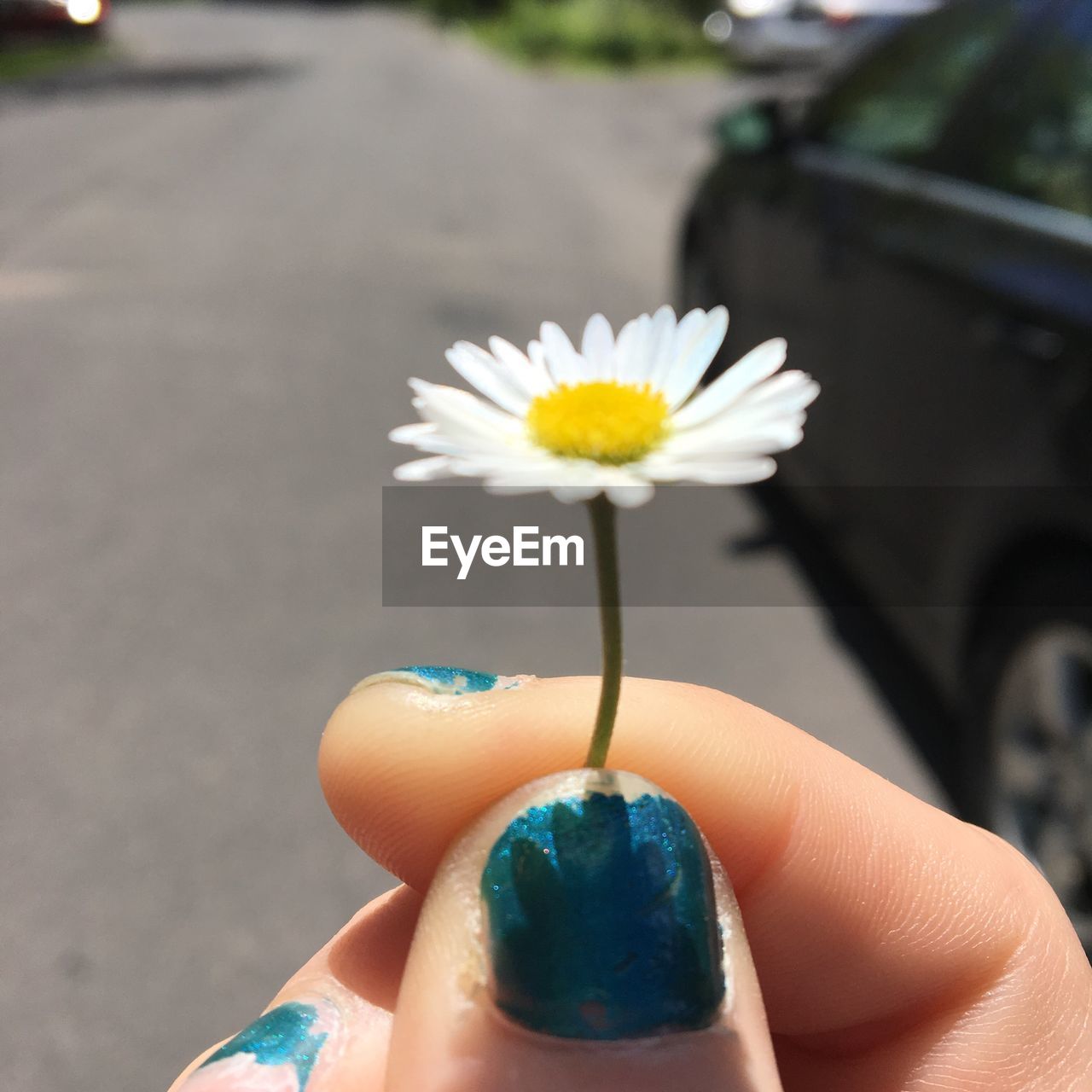 CLOSE-UP OF HANDS HOLDING FLOWER