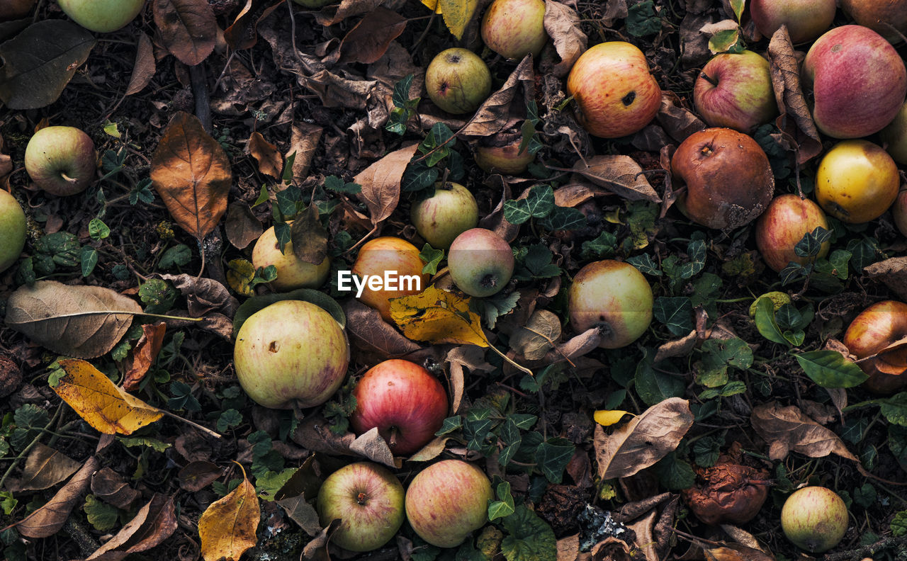 HIGH ANGLE VIEW OF APPLES IN FIELD