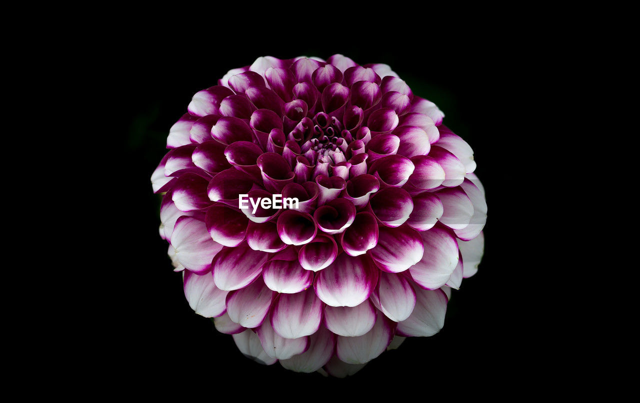 flower, black background, flowering plant, pink, plant, dahlia, freshness, beauty in nature, petal, studio shot, purple, flower head, inflorescence, close-up, no people, fragility, nature, indoors, macro photography, cut out, black and white