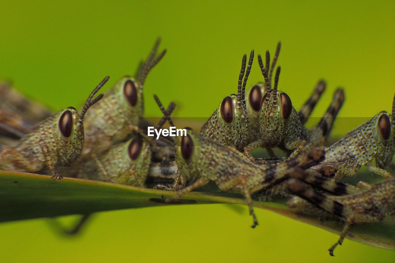 Close-up of grasshoppers on leaf