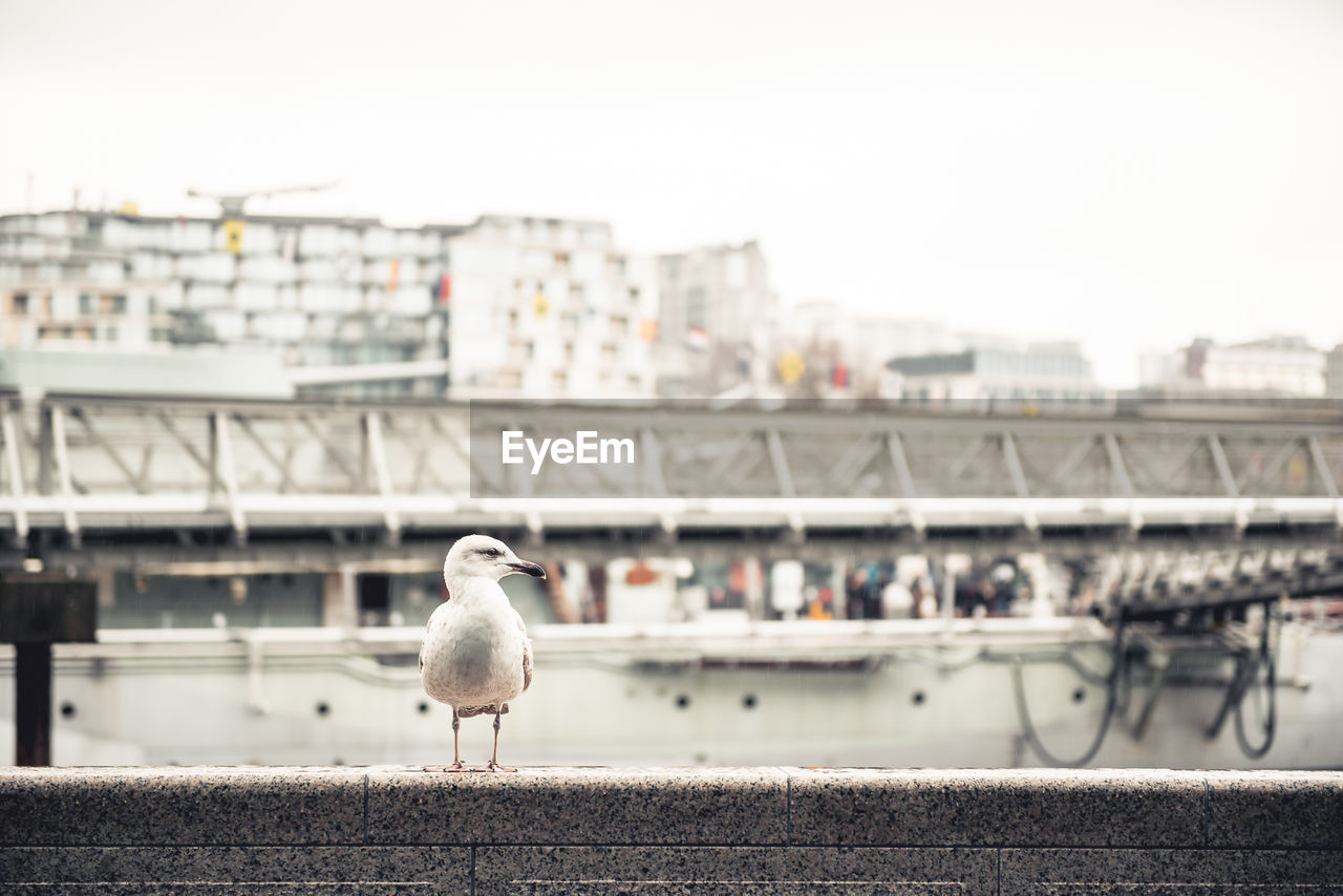 Seagull perching on a city