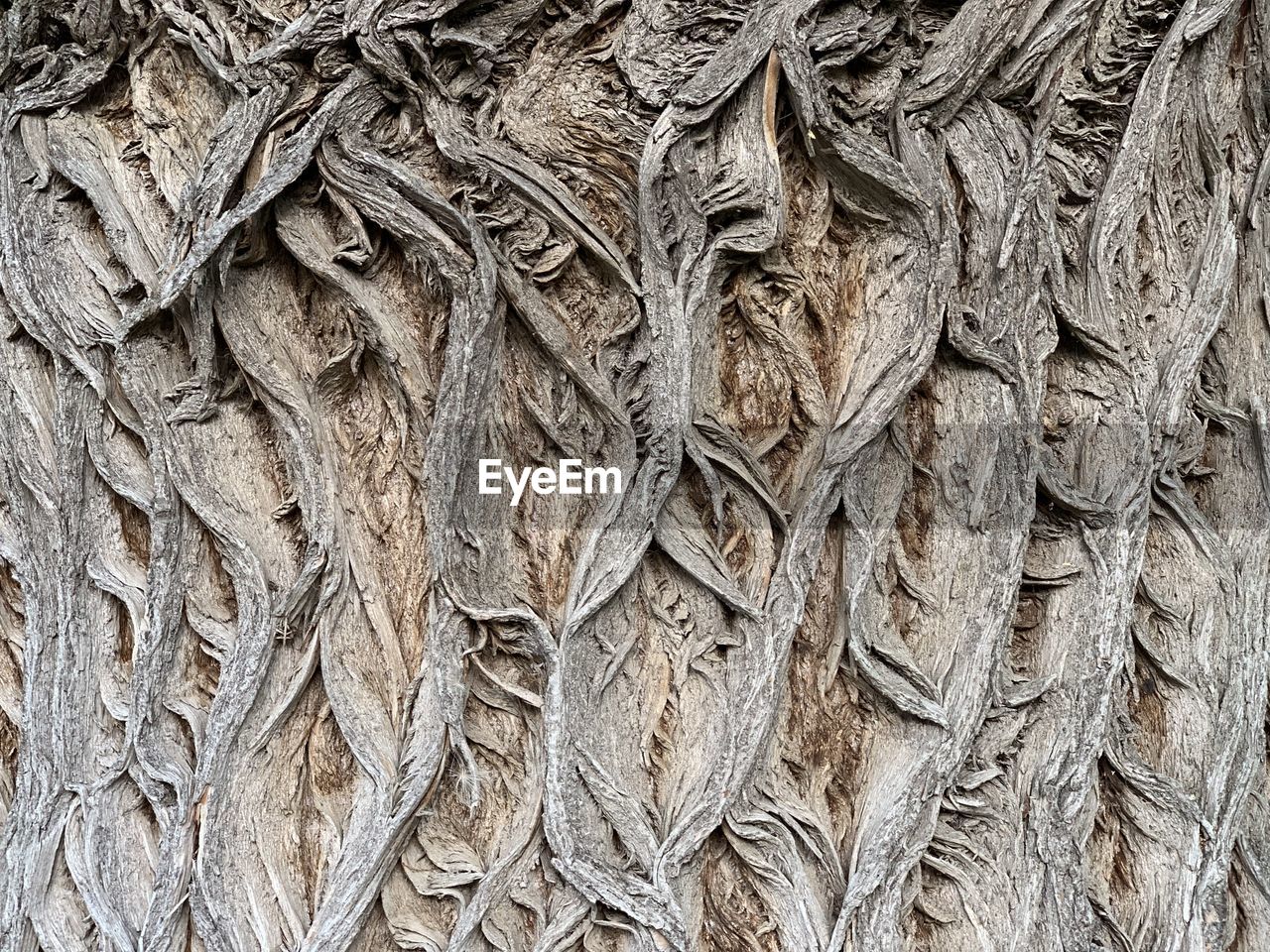 FULL FRAME SHOT OF TREE TRUNK WITH ROPE