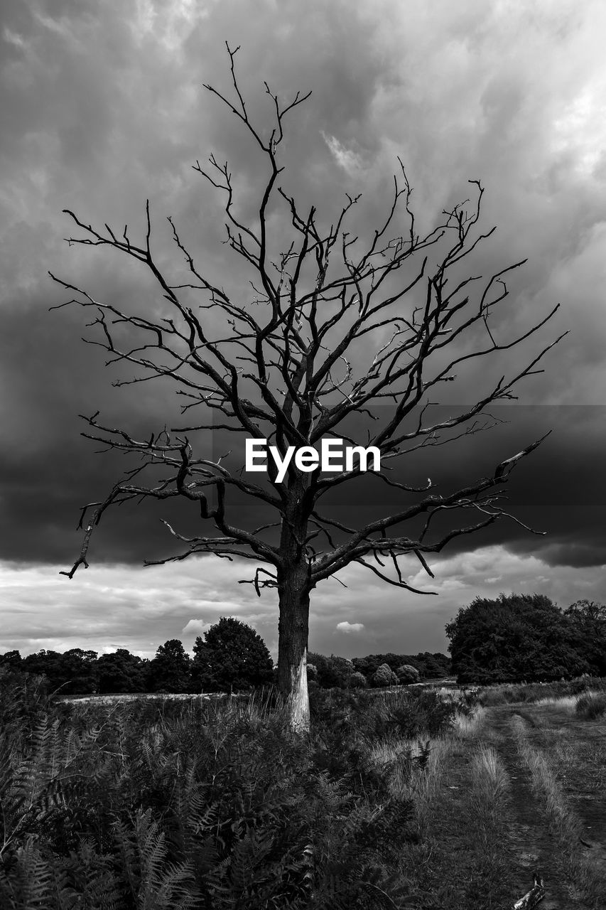 Bare tree on field against sky