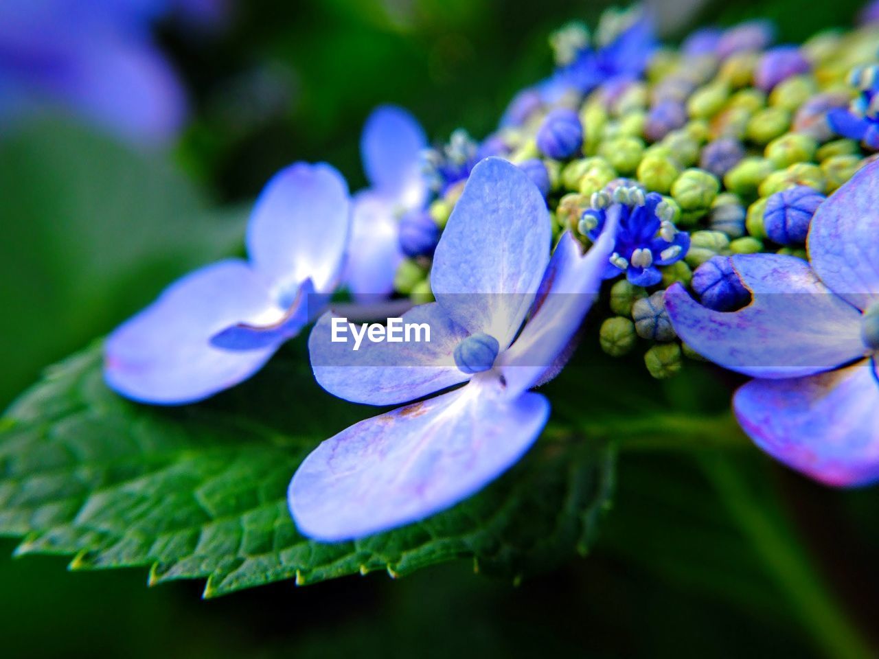 Close-up of purple flowers