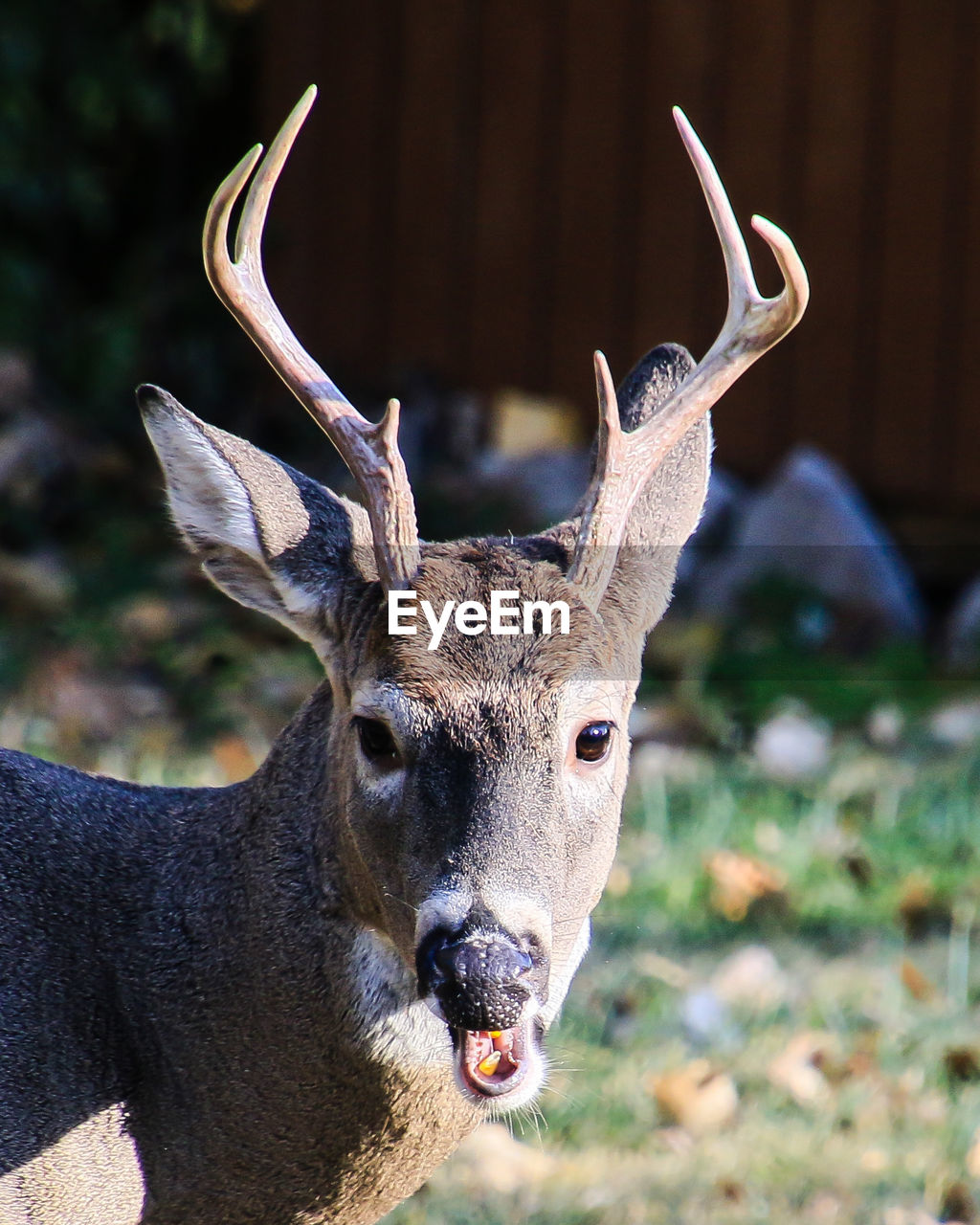 animal, animal themes, animal wildlife, mammal, one animal, wildlife, deer, antler, portrait, no people, nature, horn, looking at camera, animal body part, outdoors, domestic animals, animal head, day, horned, focus on foreground, herbivorous