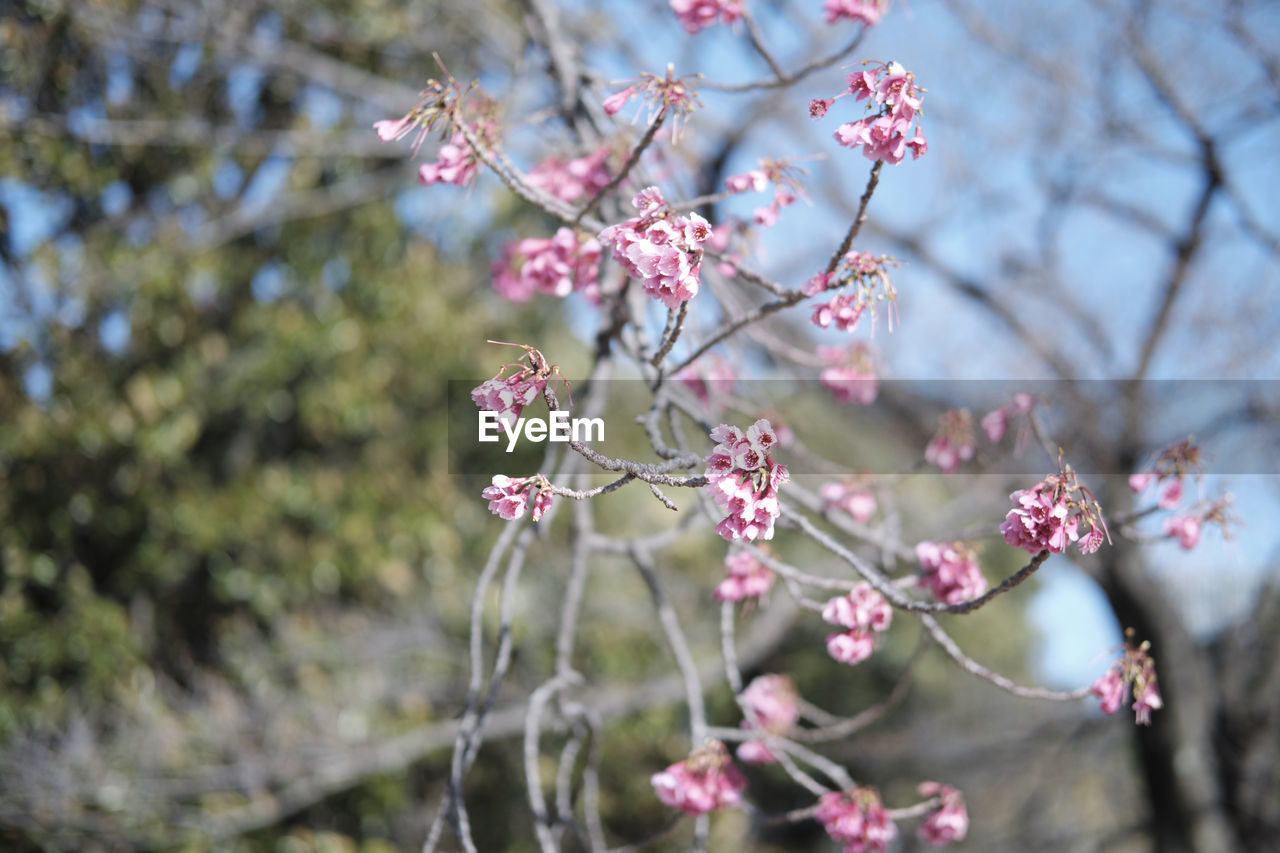 Close-up of pink cherry blossom