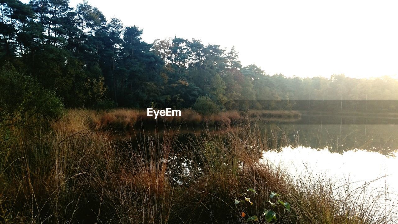 Scenic view of lake with trees