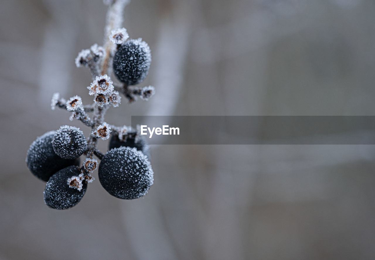 Morning ice crystals forming on plants,, leaves, barley for texture winter layers and backgrounds