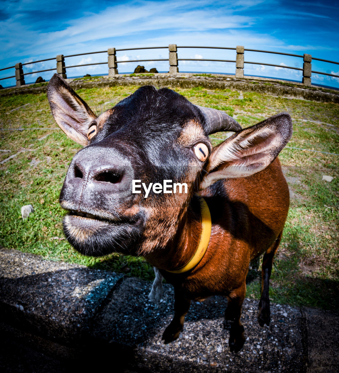 Close-up of cow on field